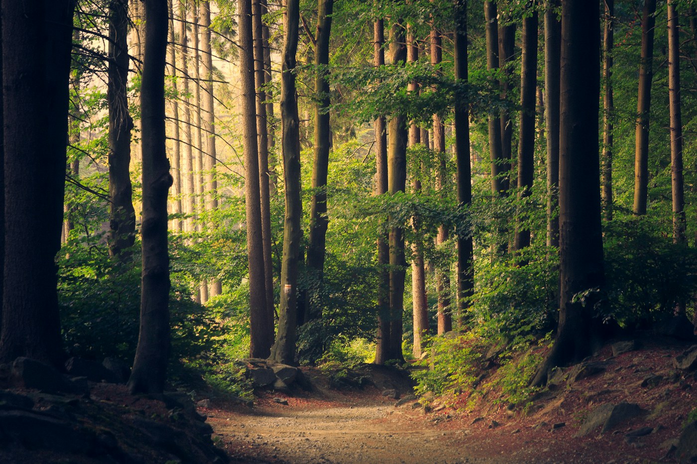 A quiet walking path through a sunlit forest